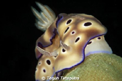 Risbecia Tryoni...nudi branch... by Teguh Tirtaputra 